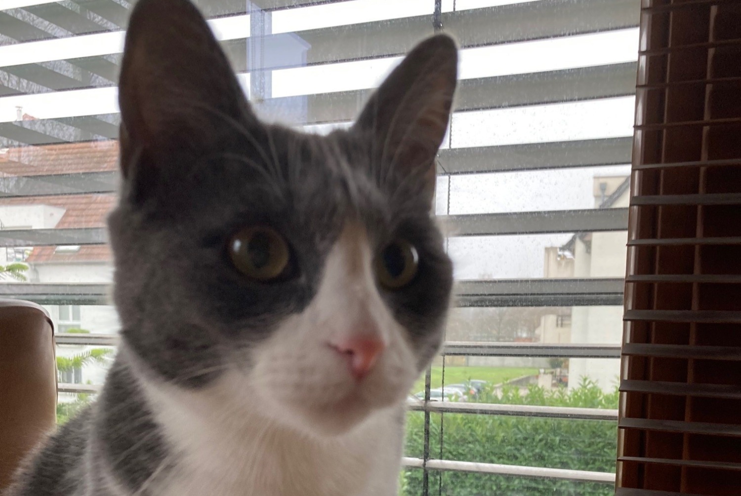 Disappearance alert Cat Female , 3 years Villers-sur-Authie France Disappearance alert Cat Female , 3 years Villers-sur-Authie France