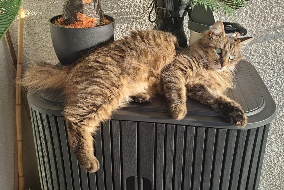 Alerte Disparition Chat croisement Femelle , 2 ans Angoulême France