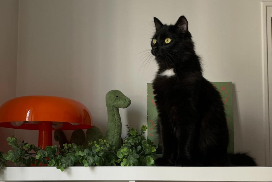 Alerte Disparition Chat  Mâle , 1 ans Paris France
