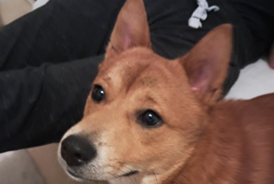 Alerte Découverte Chien Mâle Le Neubourg France Alerte Découverte Chien Mâle Le Neubourg France