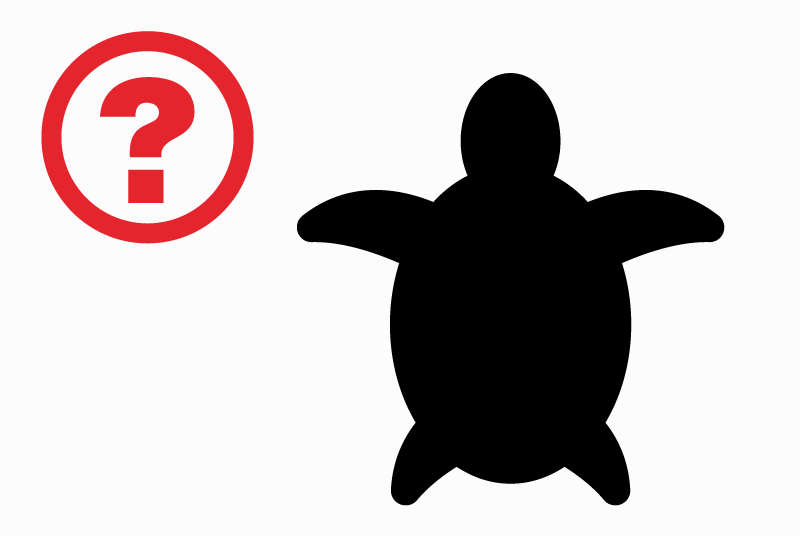 Alerte Découverte Tortue Mâle Andrézieux-Bouthéon France
