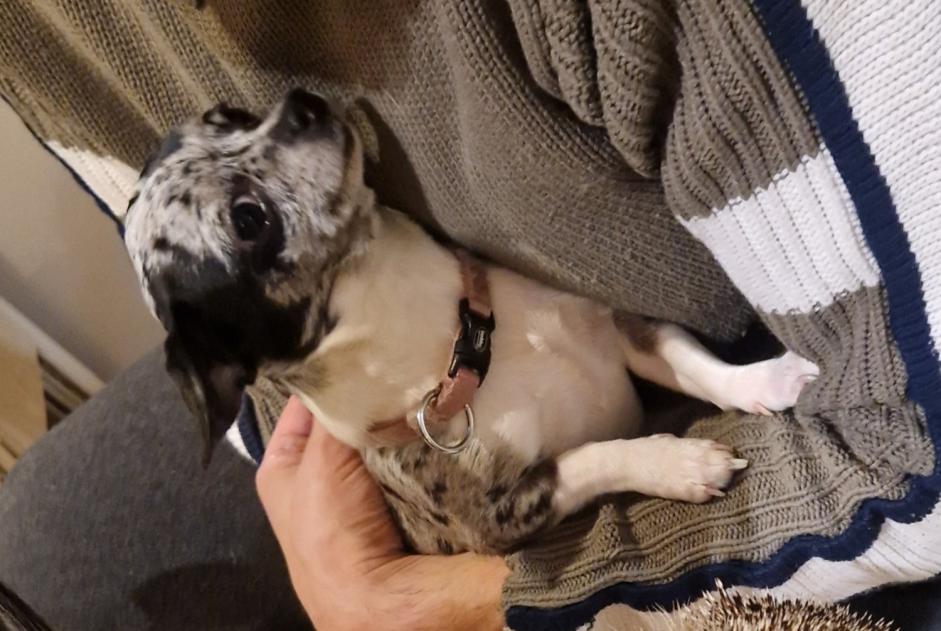 Avviso scomparsa Cane  Femmina , 2 anni Gambais Francia