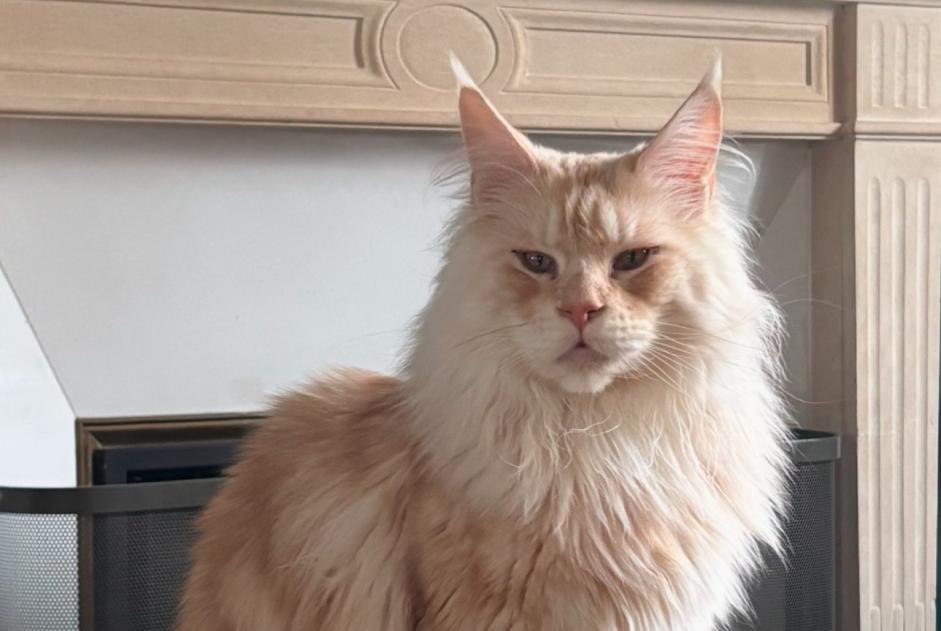 Avviso scomparsa Gatto Maschio , 4 anni Conty Francia Avviso scomparsa Gatto Maschio , 4 anni Conty Francia
