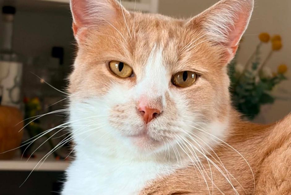 Verdwijningsalarm Kat Mannetje , 7 jaar Acquigny Frankrijk Verdwijningsalarm Kat Mannetje , 7 jaar Acquigny Frankrijk