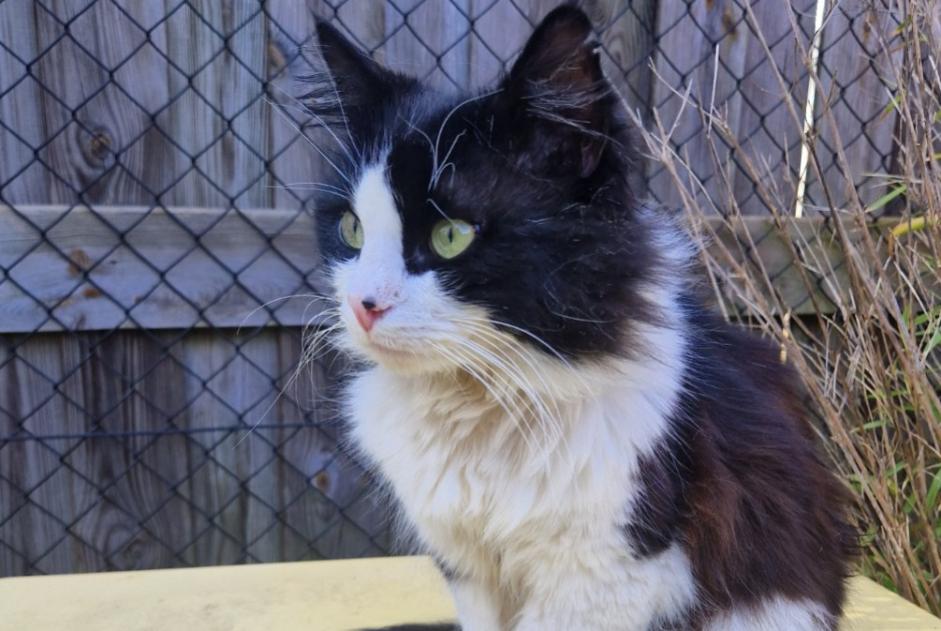 Alerta desaparecimento Gato Macho , 5 anos Préveranges France Alerta desaparecimento Gato Macho , 5 anos Préveranges France