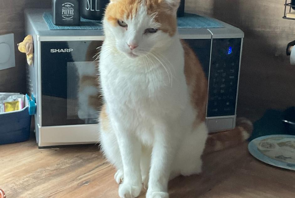 Alerta desaparecimento Gato  Macho , 14 anos Noirmoutier-en-l'Île France